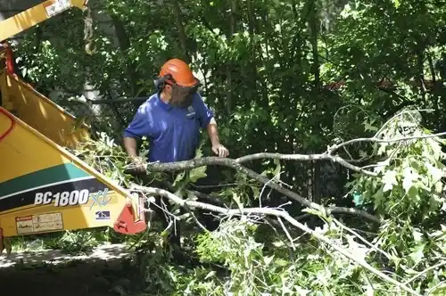 tree services Canal Fulton